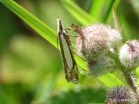 Crambus des pâturages