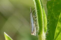 Crambus des pâturages,  papillon, Drôme, mai 2025