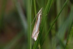 Crambus des pâturages,  papillon, Drôme, juin 2025