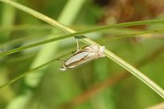Crambus des pâturages,  papillon, Drôme, juin 2025