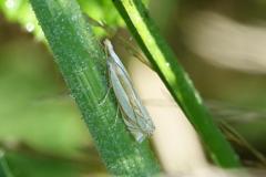 Crambus des pâturages,  papillon, Drôme, juin 2025