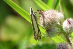Crambus des pâturages,  papillon, Drôme, mai 2025