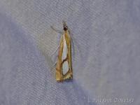 Crambus des pinèdes