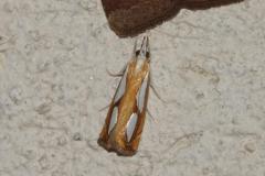 Crambus des pinèdes, papillon, Drôme, juin 2025