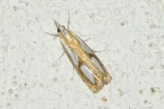 Crambus des pinèdes, imago, Drôme, août 2024