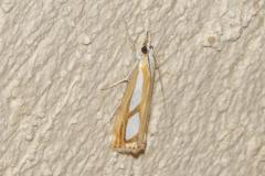 Crambus des pinèdes, papillon, Drôme, juin 2025