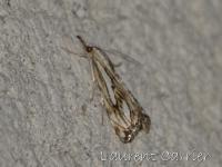 Crambus douteux