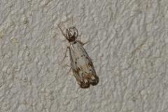 Crambus douteux, papillon, Drôme, septembre 2025