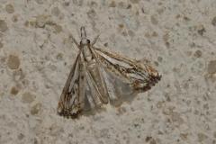 Crambus douteux, papillon, Drôme, juin 2025