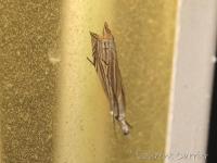 Crambus griffonné