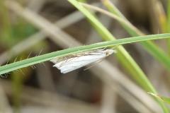 Crambus griffonné, papillon, Drôme, juillet 2025
