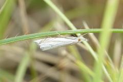 Crambus griffonné, papillon, Drôme, juillet 2025