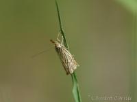 Crambidae