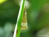 Crambus mordoré