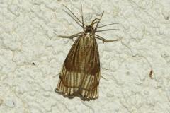 Crambus mordoré, papillon, Drôme, juillet 2026