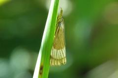 Crambus mordoré, imago, Drôme, juillet 2025