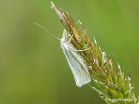 Crambus perlé