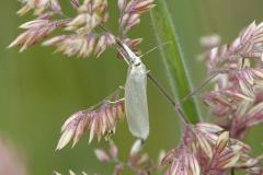 Crambus perlé, papillon, Drôme, mai 2026