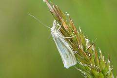 Crambus perlé, papillon, Drôme, mai 2026