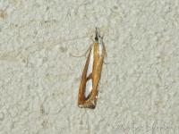 Crambus permuté