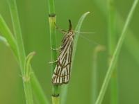 Crambus rayé
