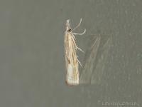 Crambus souillé