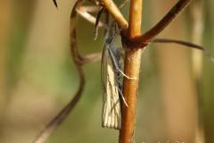 Crambus souillé, imago, Drôme, septembre 2024