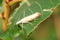 Crambus souillé, imago, Drôme, août 2024