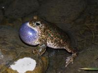 Crapaud calamite