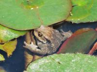 Crapaud commun ou épineux