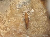 Crassa unitella