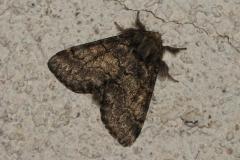 Crénelée, papillon, Drôme, mai 2025