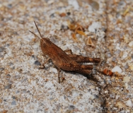 Criquet des Pins, larve, Drôme, juin 2016