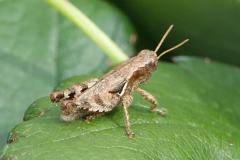 Criquet pansu, imago, Drôme, juillet 2025