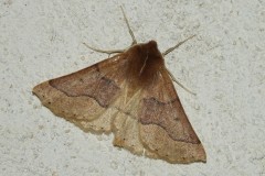 Crocalle du Prunellier, papillon, Drôme, octobre 2026