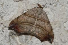 Crochet, papillon, Drôme, septembre 2025