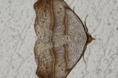 Crochet, papillon, Drôme, mai 2025