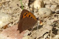 Cuivré commun, papillon, Drôme, juillet 2025