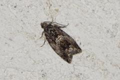 Carpocapse des faînes, papillon, Drôme, juillet 2025