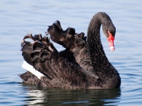 Cygne noir