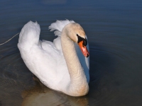 Cygne tuberculé