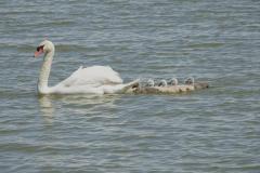 Cygne tuberculé, Camargue, mai 2025