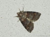 Cymatophore délayée