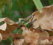 Decticelle chagrinée, larve de mâle, Drôme, juin 2016