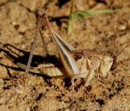 Decticelle intermédiaire, larve de femelle, Ardèche, juin 2017