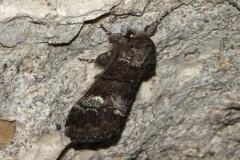 Demi-lune blanche, papillon, Drôme, juin 2025