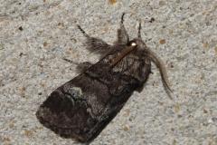 Demi-lune blanche, papillon, Drôme, juin 2025