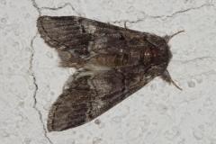 Demi-lune blanche, papillon, Drôme, juin 2025