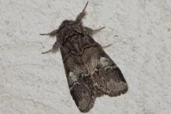 Demi-lune blanche, papillon, Drôme, juin 2025