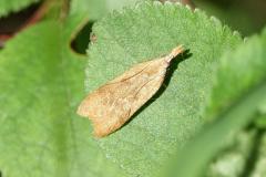 Dichomeris derasella, papillon, Drôme, mai  2026